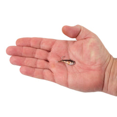 PowerBait® Power® Vibe