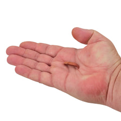 Gulp!® Floating Pinched Crawler