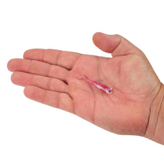 PowerBait® Minnotator