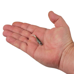 PowerBait® Ripple Shad