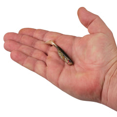 PowerBait® Ripple Shad