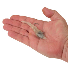 PowerBait® Saltwater PowerSwitch Shrimp