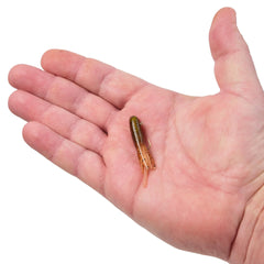 PowerBait® Pre-Rigged Atomic Teasers