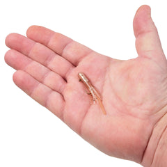 PowerBait® Pre-Rigged Atomic Teasers