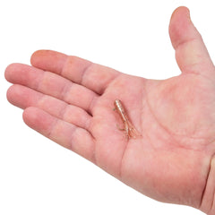 PowerBait® Pre-Rigged Atomic Tubes