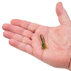 PowerBait® Pre-Rigged Atomic Tubes