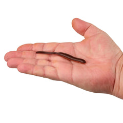 Gulp! Alive!® SR Crawler